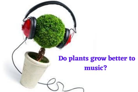 Do Plants Grow Faster with Music? A Multi-Layered Exploration